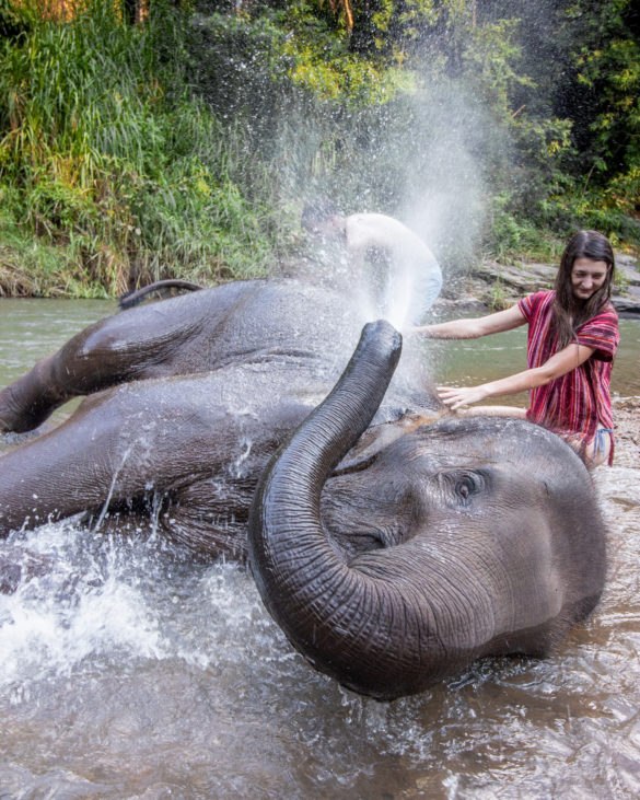 Chiang Mai elephant friends bath with elephant