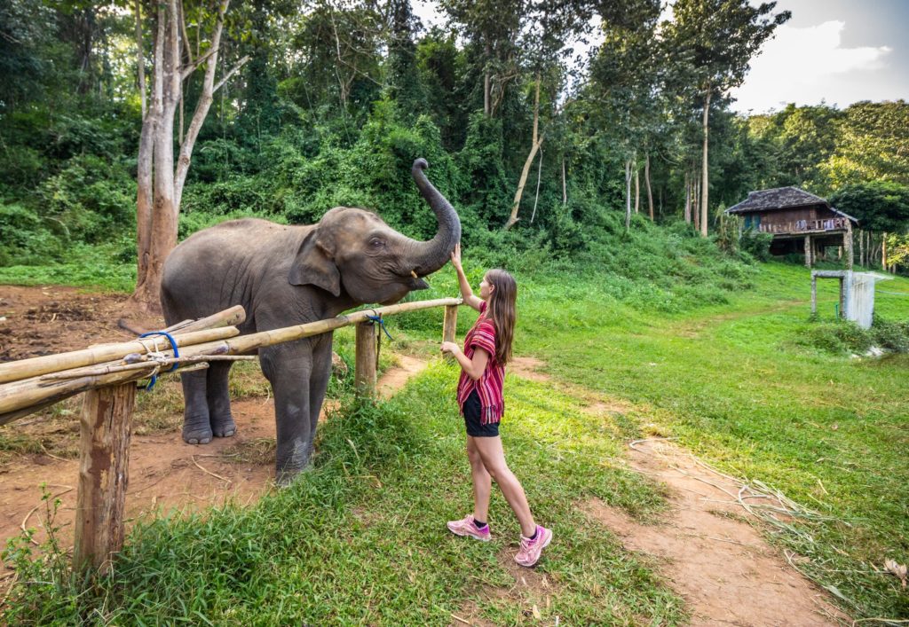 Chiang Mai elephant friends