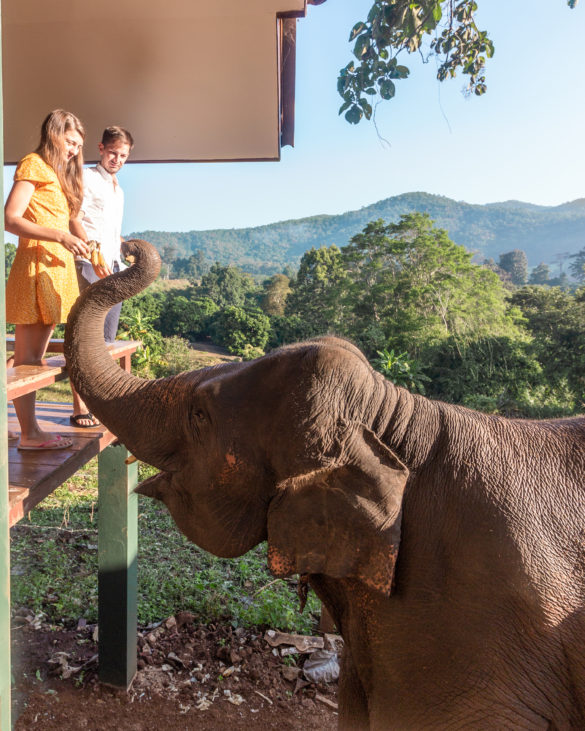 Chiang Mai elephant friends breakfast with elephant