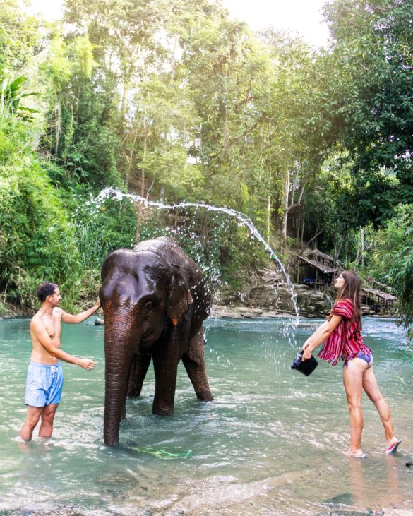 Chiang Mai elephant friends