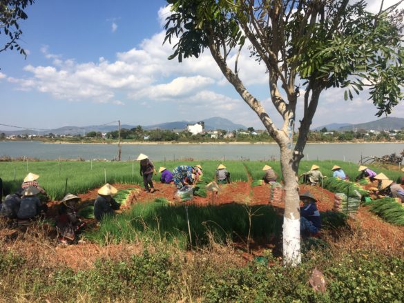 Dalat rice fields