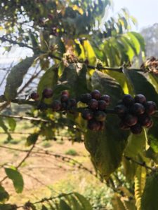 Dalat coffee plantation