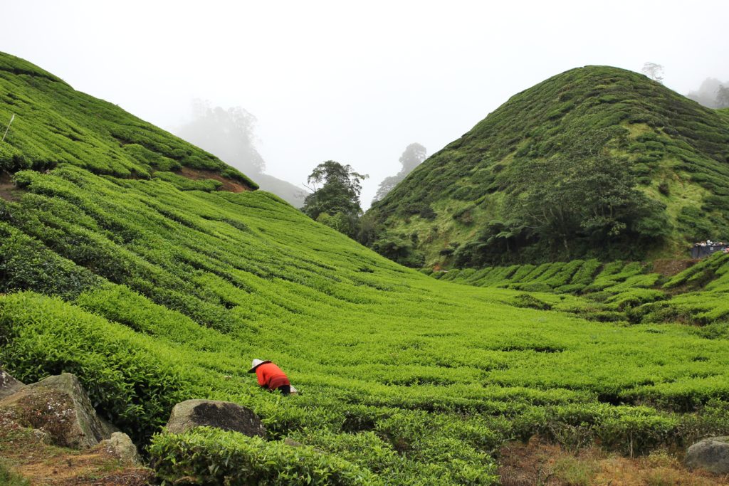 cameron highlands tea plantation