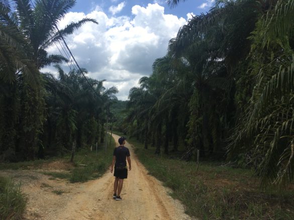 Borneo palm oil plantation