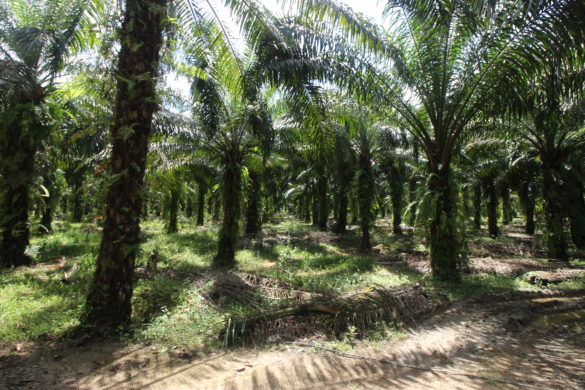 palm oil borneo sukau