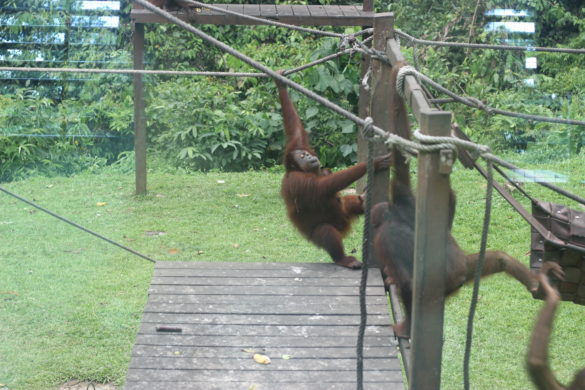 sepilok orangutan
