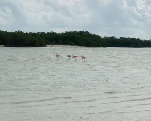 Holbox flamingos